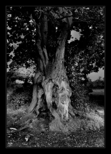 Old Oak Tree