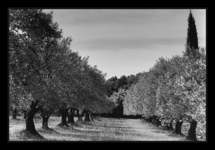 Olive Grove