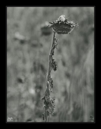 Dry Sunflower