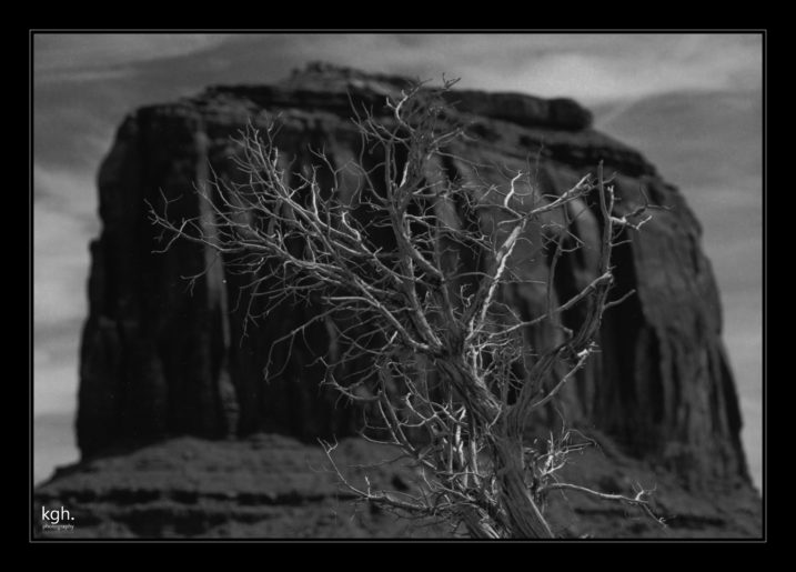 Tree and Rock