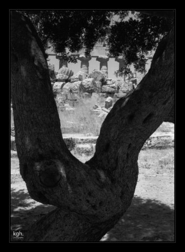 Tree and Temple